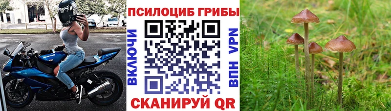 купить закладку  Зима  Галлюциногенные грибы MAGIC MUSHROOMS 